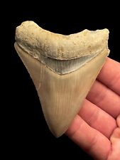 Genuine 8cm megalodon for sale  BROADSTAIRS