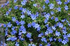 Lithodora diffusa heavenly for sale  Shipping to Ireland