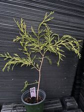 plant white bonsai pot for sale  Martin