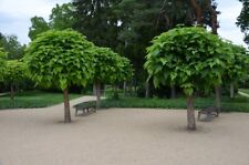 catalpa tree for sale  Shipping to Ireland