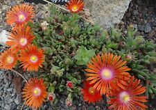 Delosperma drachenblut winterh gebraucht kaufen  Leipzig