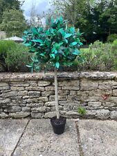 real topiary tree for sale  WITNEY