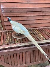 taxidermy pheasant for sale  KIDLINGTON