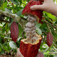 Seeds cacao tree for sale  LONDON