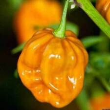 Habanero senf semi usato  Reggio Calabria