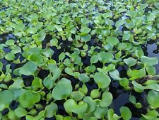 Water hyacinth pond for sale  Morrison