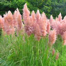 Pampas grass pink for sale  BURTON-ON-TRENT