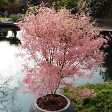 Semillas de arce japonés de tono rosa, semillas de bonsái Acer Palmatum Taylor segunda mano  Embacar hacia Argentina