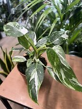 Philodendron white princess for sale  UK