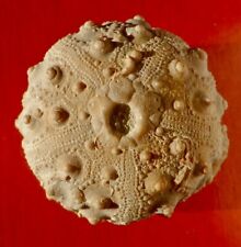 Oursin fossile jurassique d'occasion  Cuxac-d'Aude