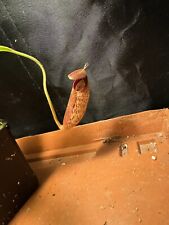 Nepenthes aristolochoides robc for sale  Shipping to Ireland