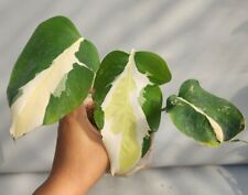 Used, Monstera White Lava for sale  Shipping to South Africa