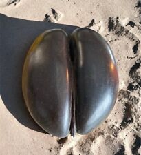 Coco buttocks. seychelles d'occasion  Expédié en Belgium