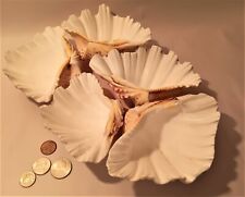 Clam shell bowl for sale  Tracyton