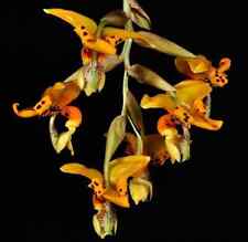 Espèce orchidée stanhopea d'occasion  Paris XV