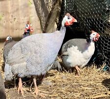 Guineafowl fertile hatching for sale  GLOUCESTER