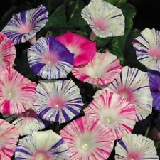 Morning glory variety for sale  BRISTOL