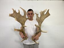 fallow deer antlers for sale  Delphos