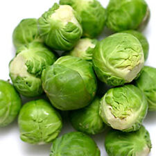 200 brussel sprouts for sale  El Monte