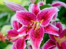 Lilium stargazer lily for sale  MELTON MOWBRAY