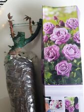 Rose plant rosa for sale  UK