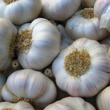 Bella italiano garlic for sale  FELTHAM