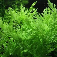 Hygrophila difformis water for sale  HOUNSLOW