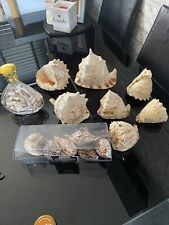fossil shell for sale  HAVERHILL