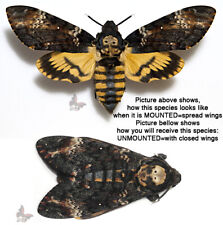 Acherontia atropos death for sale  Shipping to United States