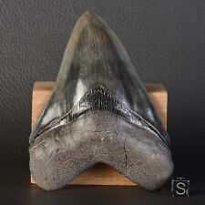 Dent fossile requin d'occasion  Cavaillon