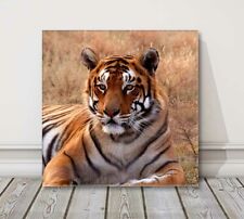 Tiger big cat for sale  CREWE