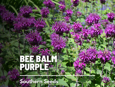 Bee balm purple for sale  Frisco