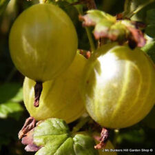 Gooseberry hinnonmaki yellow for sale  KIDLINGTON
