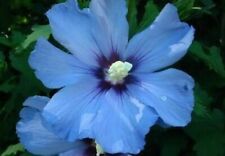 Hibiscus syriacus azzurro usato  Reggio Calabria