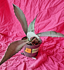 Century plant agave for sale  Chandler