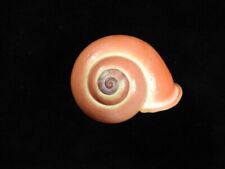 Land Snail Calocochlia festiva 45.1mm ID#7389 for sale  Shipping to South Africa