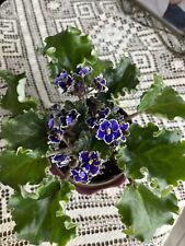 african violet plant for sale  Traer