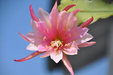 Epiphyllum hybride blatt gebraucht kaufen  Rohrbach