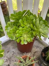 Green aeonium succulent for sale  Long Beach