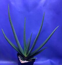 Aloe cryptopoda shown for sale  Elgin