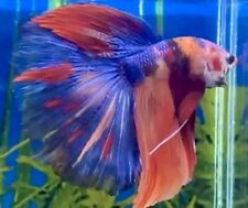 Male multicolour superdelta for sale  COVENTRY