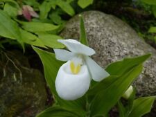 Doniczka Cypripedium Reginae alba odporna na zimę orchidea DE W, używany na sprzedaż  PL