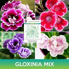 Gloxinia flower mix for sale  Belmont