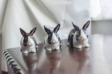 dutch rabbits for sale  EASTLEIGH