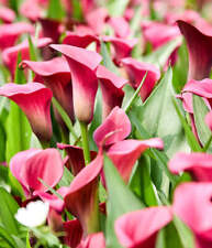 Allure calla lily for sale  Benton Harbor