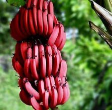 Banana rosso pianta usato  Maddaloni