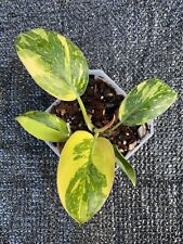 Philodendron green congo for sale  Alhambra