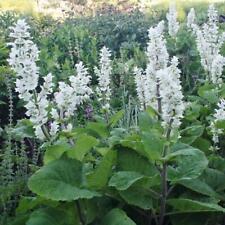 Clary sage white for sale  Sevierville