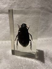 Water beetle singular for sale  PETERBOROUGH