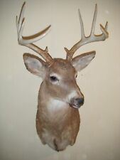 Taxidermy deer head for sale  South Plainfield